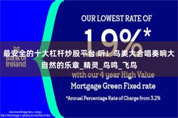最安全的十大杠杆炒股平台 听！鸟类大合唱奏响大自然的乐章_精灵_鸟鸣_飞鸟